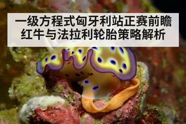 一级方程式匈牙利站正赛前瞻红牛与法拉利轮胎策略解析